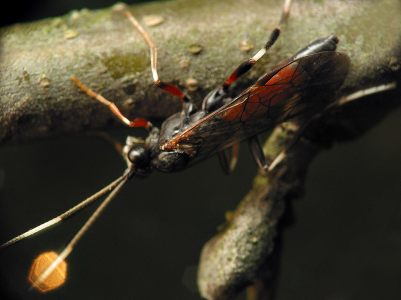 Hymenoptera-7626.jpg
