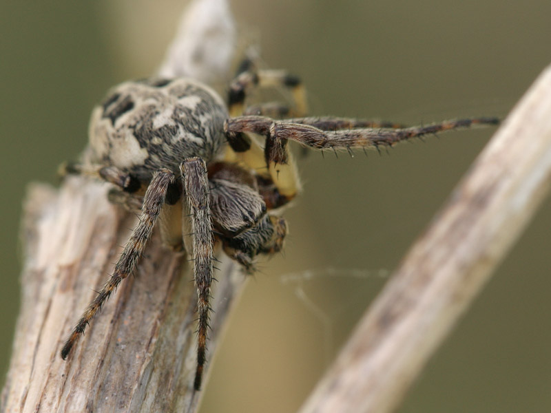 Araneidae-Larinioides-cornutus-female-7692.jpg
