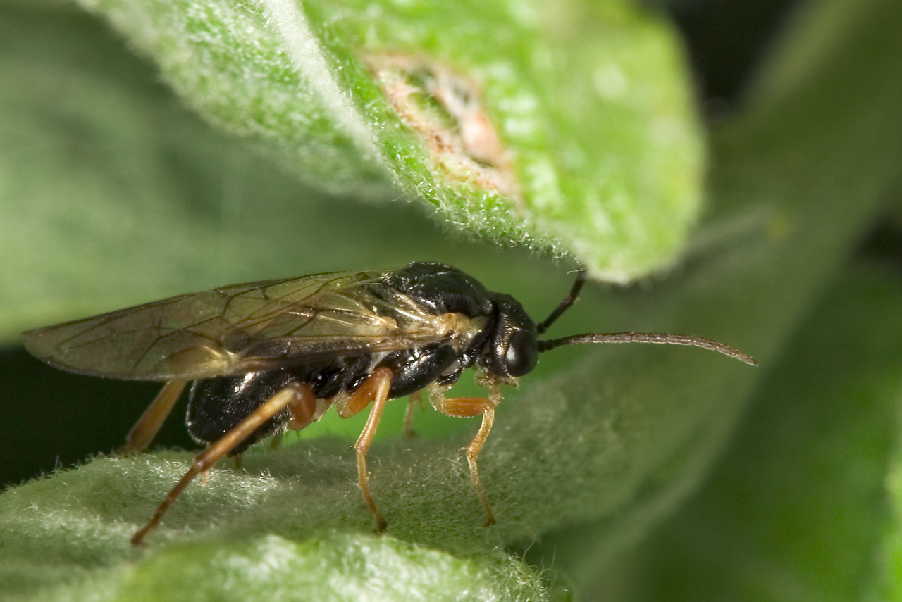 Hymenoptera-7759.jpg
