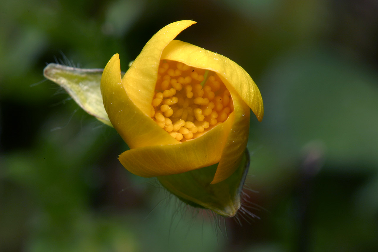 Ranunculus-7830.jpg