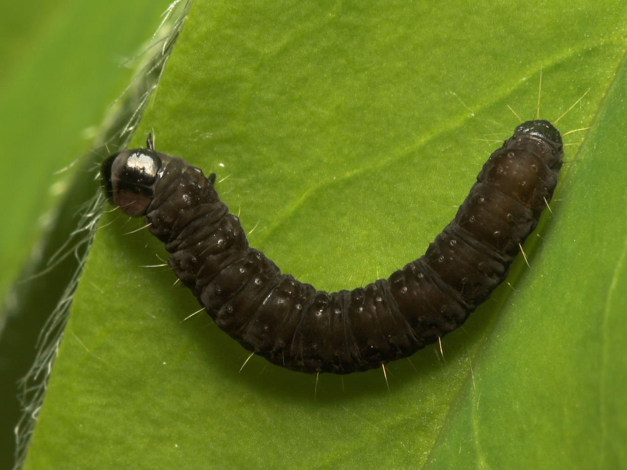 Celypha lacunana caterpillar · dilgėlinė celifa, vikšras