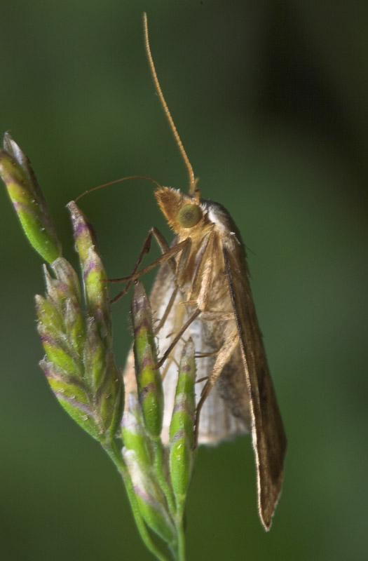 Lepidoptera-8284.jpg