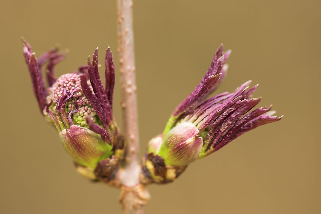 Sambucus racemosa buds · raudonuogis šeivamedis, pumpurai