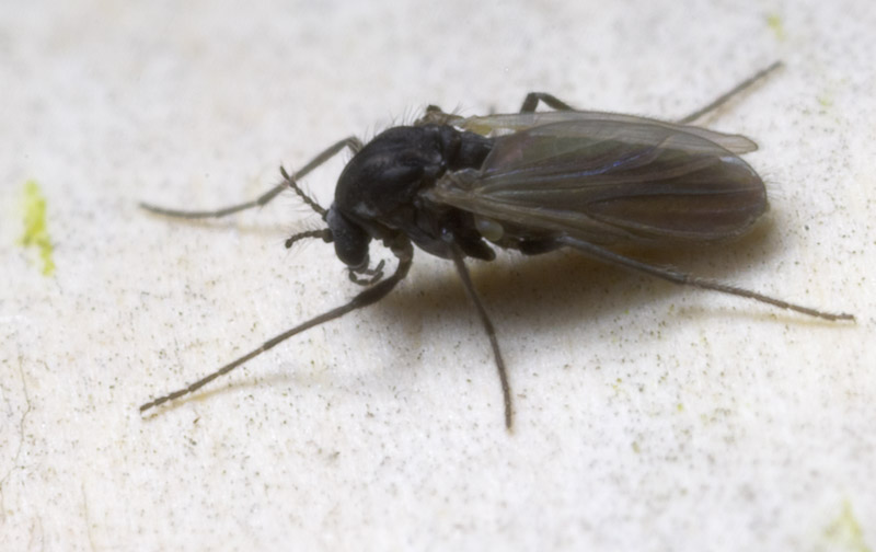 Diptera-8815.jpg