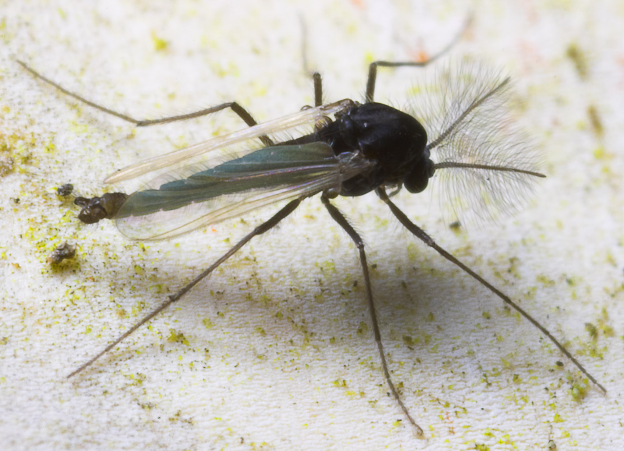Diptera-8820.jpg