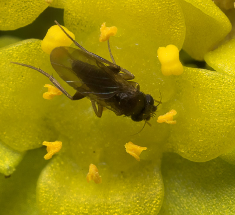 Diptera-8838.jpg