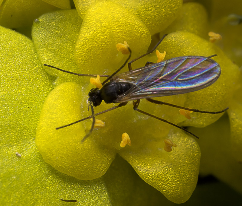 Diptera-8839.jpg