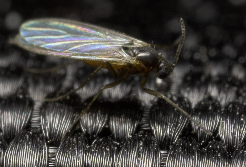 Diptera-9041.jpg