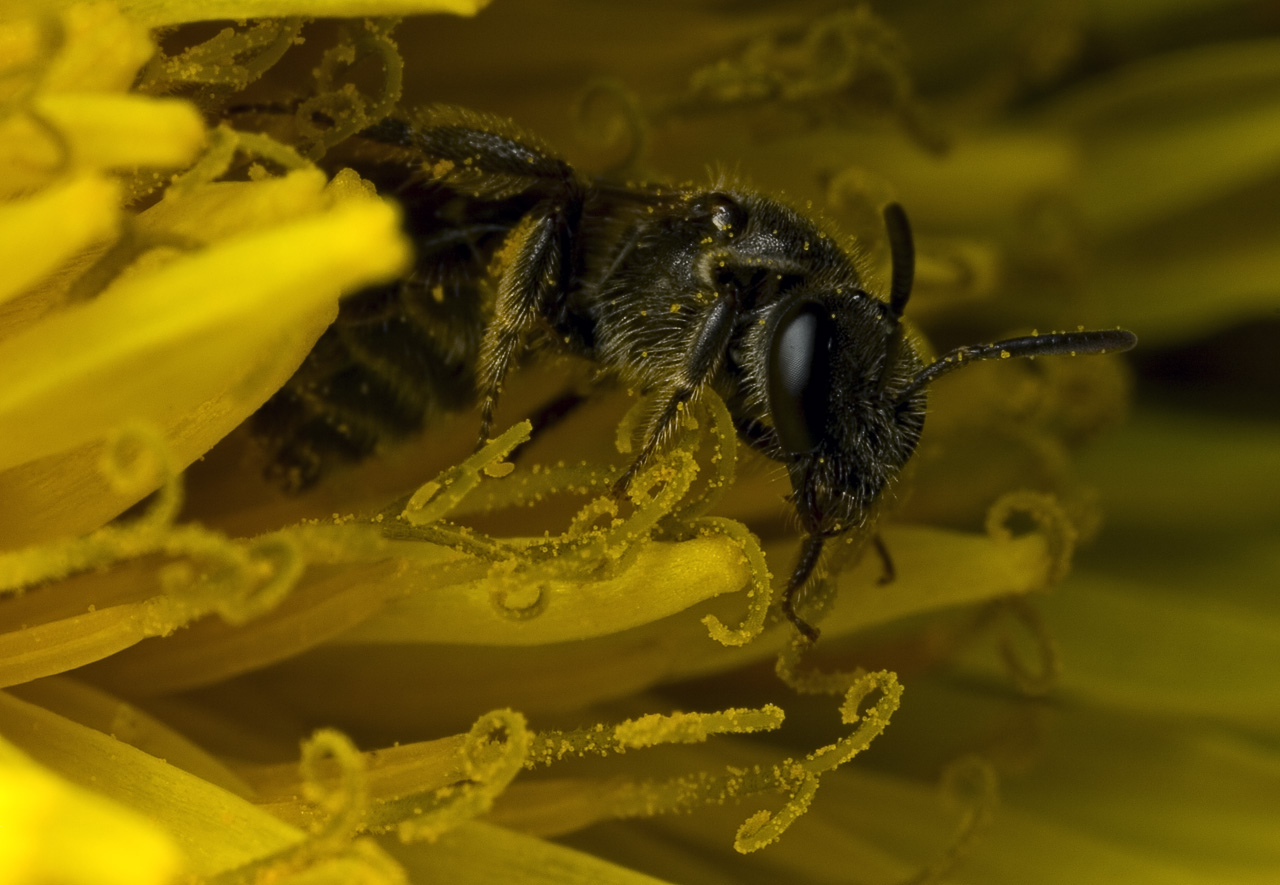 Apidae-9192.jpg