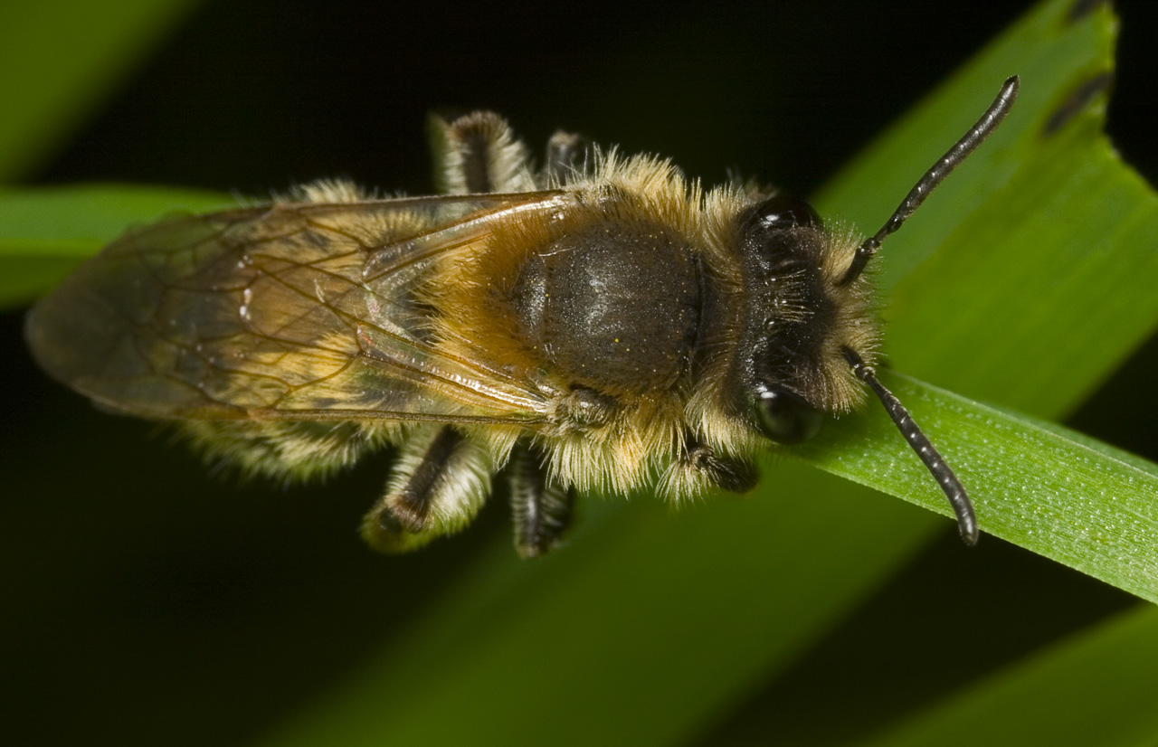 Apidae-9193.jpg