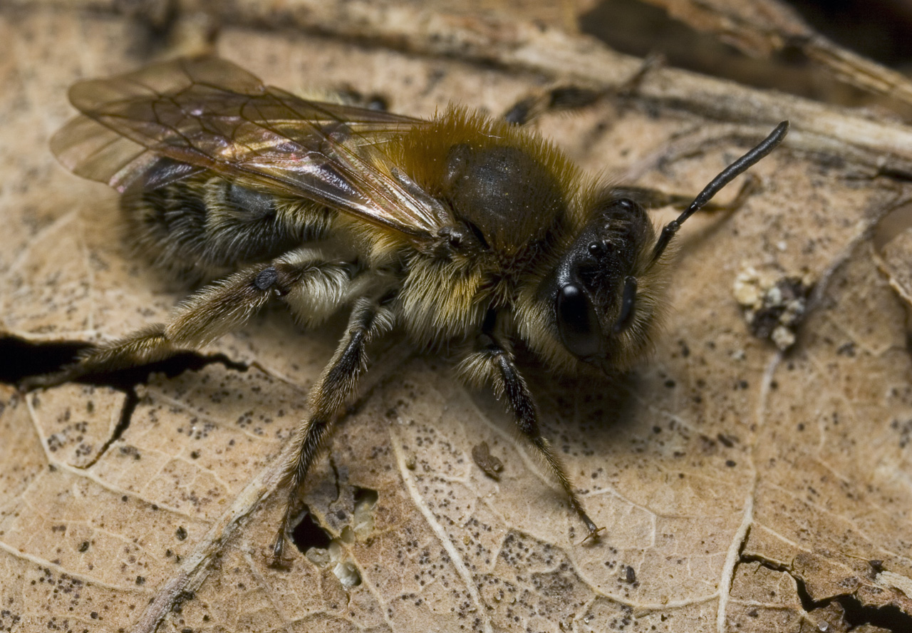 Apidae-9201.jpg