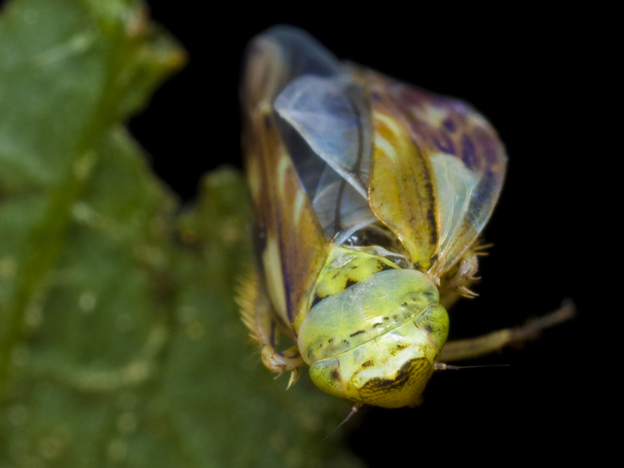 Pithyotettix abietinus · cikadėlė