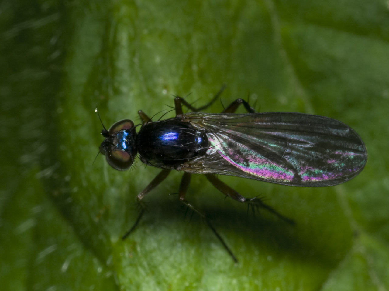 Diptera-0996.jpg