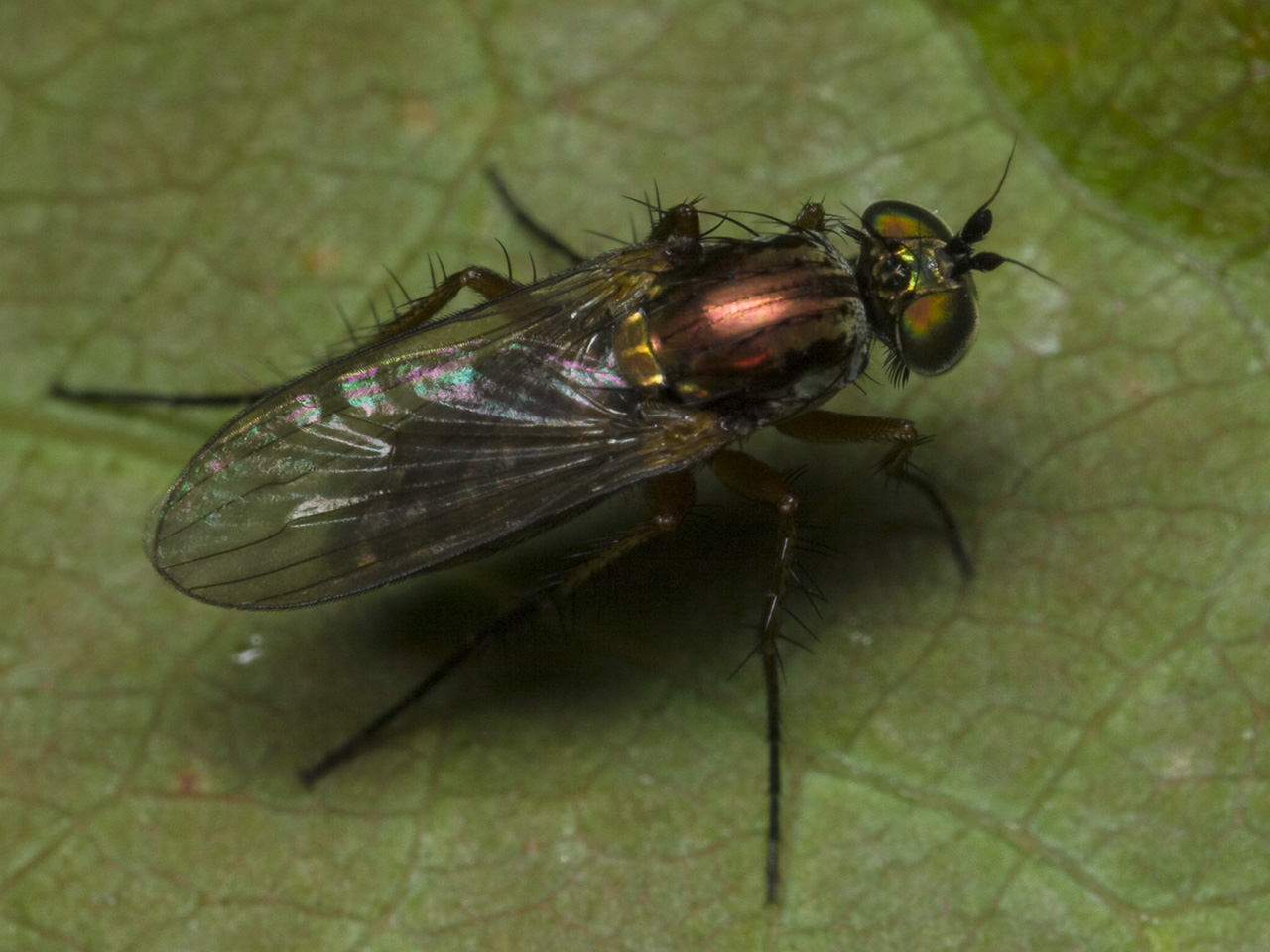 Diptera-1826.jpg