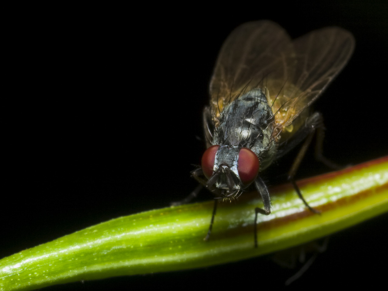 Diptera-2198.jpg