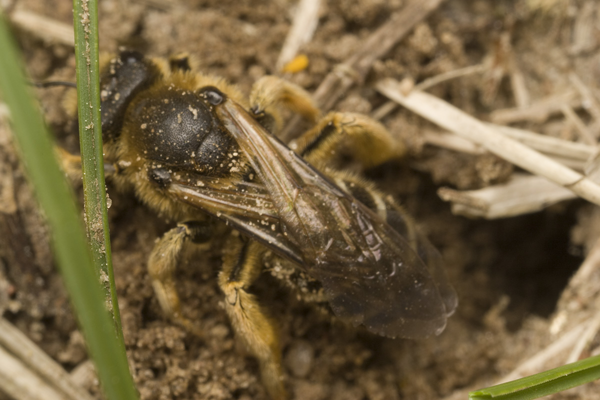 Apidae-0134.jpg