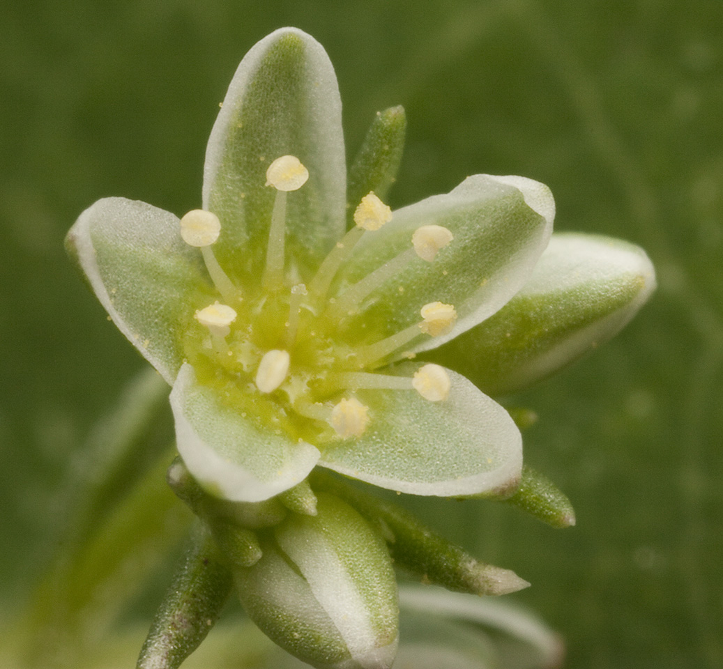 Scleranthus-perennis-0752.jpg