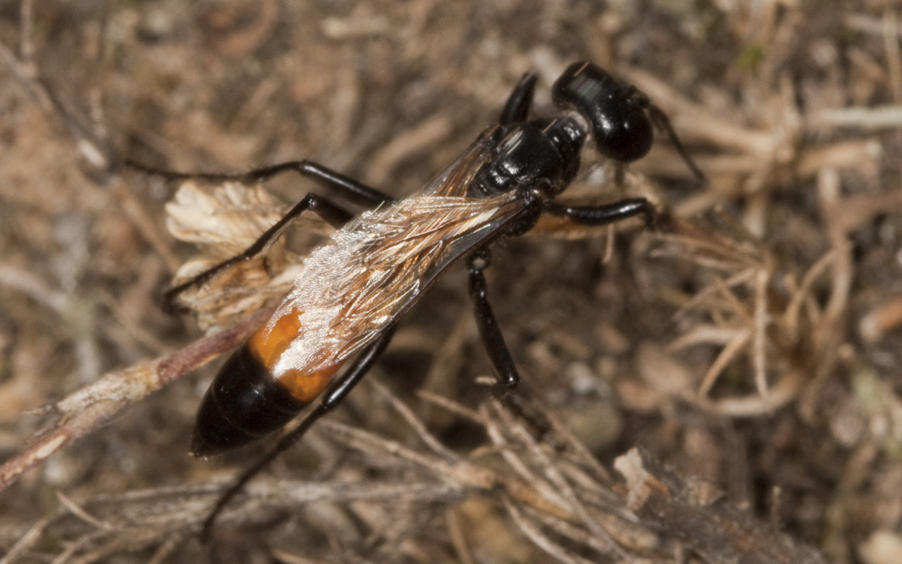 Hymenoptera-2513.jpg