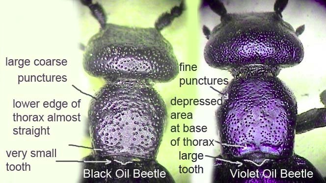 Meloe proscarabaeus and Meloe violaceus identification