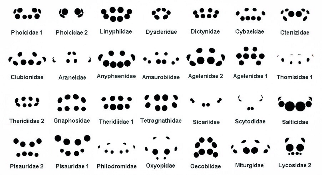 Araneae · spider eye arrangements